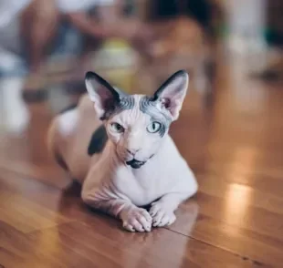Sphynx: o famoso gato sem pelo é uma das raças mais raras que existem
