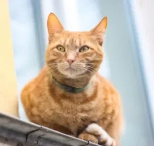 Já reparou que o gato laranja costuma ter pontinhos pretos no nariz e boca? Entenda o que as manchinhas significam!