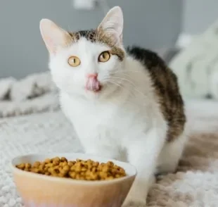 Alimentação de gato: a quantidade de refeições pode variar de acordo com a faixa etária do seu bichano. Saiba mais!