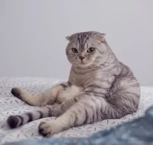 O gato Scottish Fold é um companheiro leal, dócil e com características físicas que o diferem de outras raças