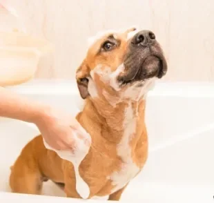 O shampoo hipoalergênico para cachorro pode auxiliar no tratamento de alergias