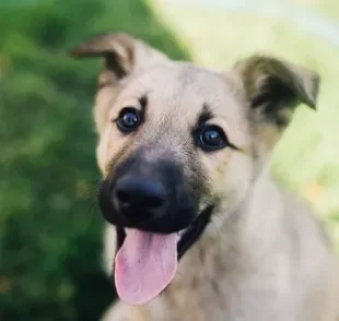 Tapete interativo para cachorro: saiba como o acessório pode contribuir para o bem-estar e a diversão do seu pet