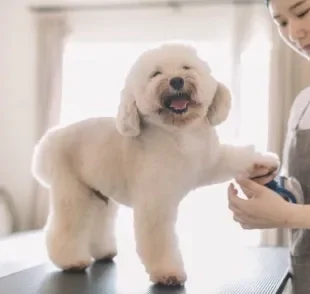  A tosa de cachorro no verão, em alguns casos, pode prejudicar o bem-estar do seu amigo. Saiba mais! 