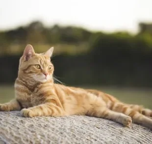 A anatomia do gato pode influenciar diretamente no comportamento felino. Entenda! 