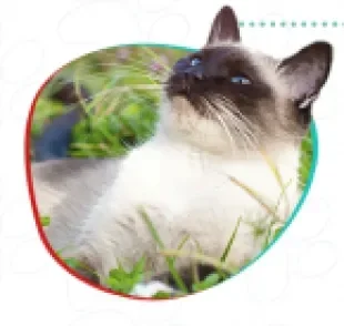 Do gato Siamês ao vira-lata: veja quais são as raças de gato mais espertas