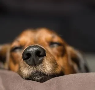 O focinho de cachorro tem linhas exclusivas que funcionam como uma impressão digital