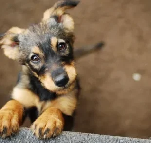 A cinomose em cães é uma doença grave e pode ser ainda mais perigosa nos cachorros filhotes