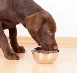 Sistema digestivo canino: descubra quanto tempo seu cãozinho demora para digerir os alimentos