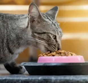 Ração renal para gatos: veja a melhor forma de introduzir o alimento na rotina do seu pet