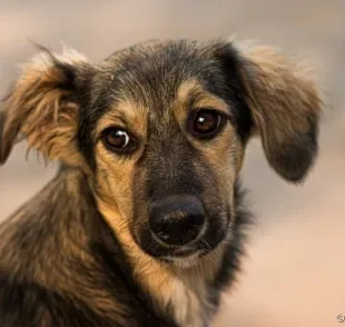 A linguagem comportamental do cachorro pode indicar seus sentimentos. Atenção para sinais de medo!