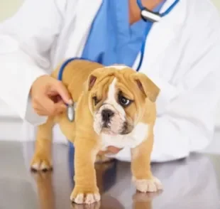 O sopro cardíaco em cães precisa de atenção e geralmente é causado por outras cardiopatias