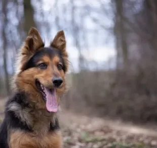 Conheça algumas raças de cachorro pastoeiro e suas principais características!