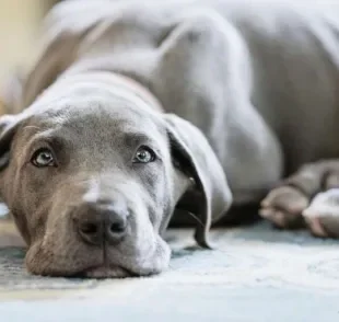 A cardiomiopatia dilatada em cães afeta principalmente as raças de cachorro grande e gigantes 