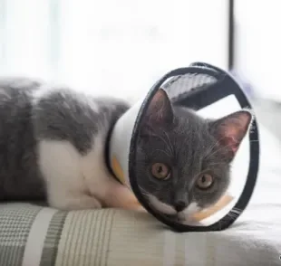 O gato castrado precisa de alguns cuidados específicos para uma boa recuperação. Saiba quais são eles!
