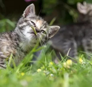O olfato de gato é super sensível. É por isso que alguns odores são muito fortes para os bichanos