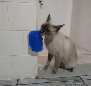 A escova massageadora para gatos é uma ótima opção de brinquedo para os felinos