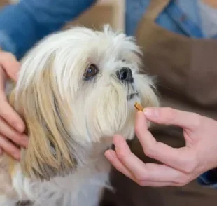 Dar remédio para cachorro pode ser uma situação bem difícil. Saiba como fazer isso!