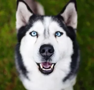 O Husky Siberiano tem maior predisposição genética para algumas doenças. Saiba quais são