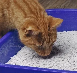 Caixa de areia para gatos: saiba os benefícios do material biodegradável