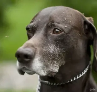 O uso do repelente de mosquitos para cachorro ajuda a prevenir doenças como a leishmaniose