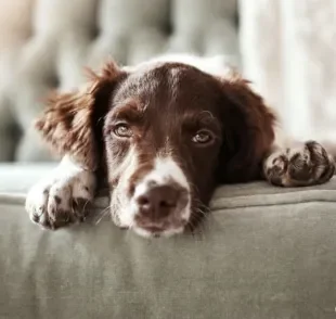 Cachorro entediado: o que fazer para afastar os momentos de tédio?