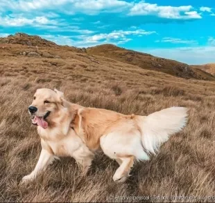 Conheça o Bento, cachorro que faz trilhas com os pais desde os três meses de idade