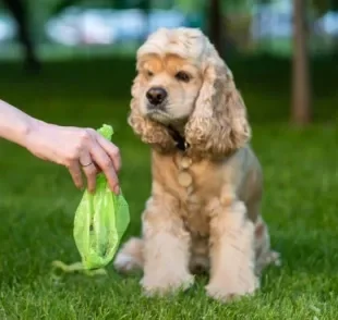 Saiba quais opções podem substituir as sacolas plásticas na hora de descartar o cocô de cachorro