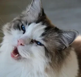 O complexo gengivite-estomatite felina é um problema que atinge a boca do gatinho. Saiba como a doença se manifesta! 