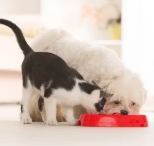 Cachorro pode comer ração de gato? Entenda mais sobre esse comportamento canino