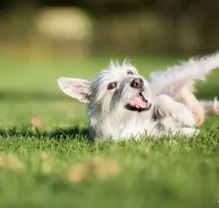 Quais cuidados deve-se tomar ao deixar o cachorro rolar na grama?