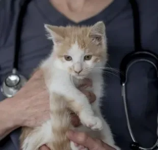 Veja as formas mais comuns de coletar xixi do gato para exames