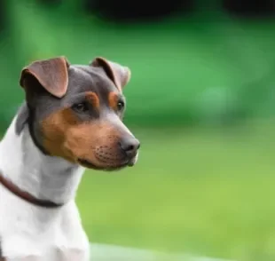 O Terrier Brasileiro, também conhecido como Fox Paulistinha, é um ótimo cão de companhia. Saiba mais sobre a raça!