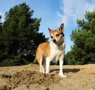 O Norsk Lundehund é uma raça de cachorro com 6 dedos que já foi quase extinta. Saiba mais!