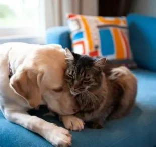 Câncer de próstata em cães e gatos: veja o que você precisa saber sobre o assunto