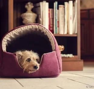 A cama para cachorro é a melhor forma de acomodar o seu amigo na hora do sono