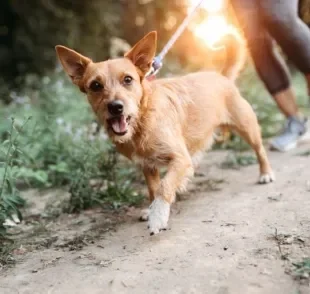 Uma rotina de atividades físicas e passeio garante ao seu cão mais qualidade de vida