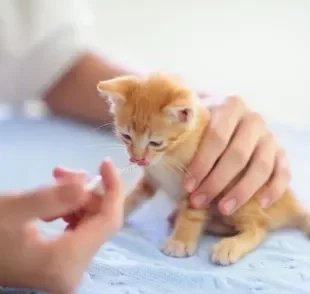 Pode dar dipirona para gato? Saiba se esse medicamento comum entre humanos também serve para os bichanos
