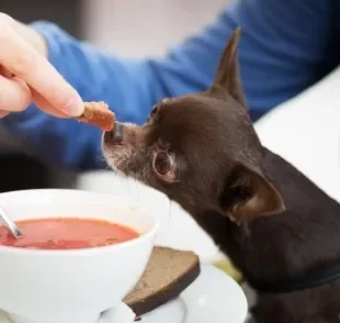 No caso de um cachorro doente, a sopa pode ser uma boa opção de alimento