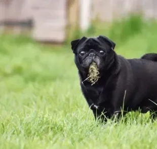 Já se perguntou por que cachorro come terra? Desvendamos esse mistério a seguir!