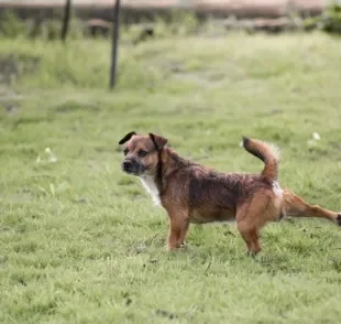 Entenda esse comportmento canino muito comum entre os cachorros machos