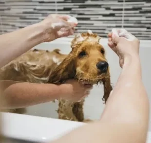 O shampoo para cachorro ideal deve ser de acordo com a raça, idade e condições de saúde do animal