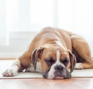 Cachorro dormindo: tutor deve prestar atenção na quantidade de horas que o animal dorme por dia