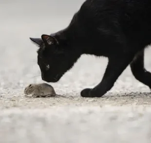 Ao ver gato comendo rato, barata e outros bichos, é importante acabar com esse hábito