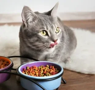 Sistema digestivo: gato precisa de cuidados para não desenvolver problemas estomacais