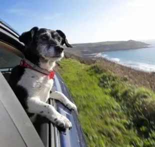 Vai viajar com cachorro? Saiba todos os cuidados que são necessários antes e durante