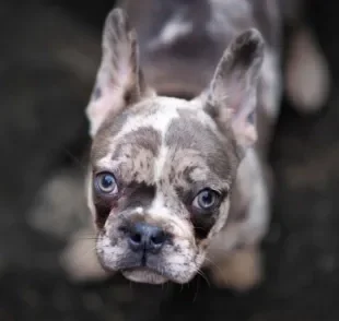 Conheça algumas curiosidades sobre o cachorro merle