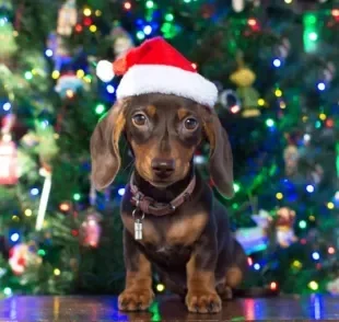 Cachorro de presente de Natal pode não ser uma boa ideia. Entenda o motivo!
