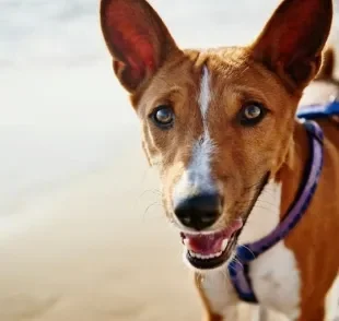 Veja alguns fatos do comportamento canino que descobrimos em 2020