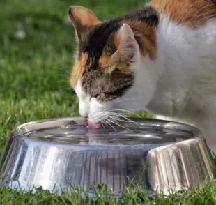 Quando o gato bebe água adequadamente, várias doenças podem ser evitadas