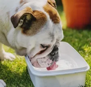 Cachorro bebendo muita água pode indicar problema no sistema urinário? Descubra essa e outras curiosidades